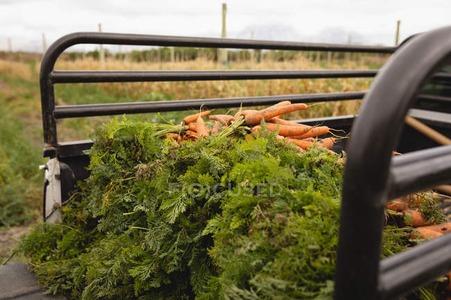 Vista lateral de uma cenoura fresca carregada no veículo do caminhão em um dia ensolarado — Fotografia de Stock