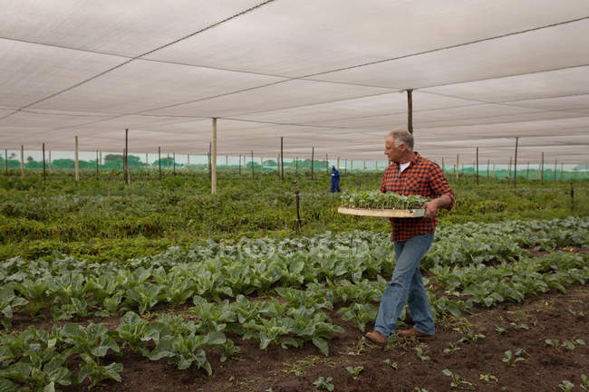 Вид збоку старшого Кавказького чоловічого фермера збору врожаю з ферми в сонячний день — стокове фото