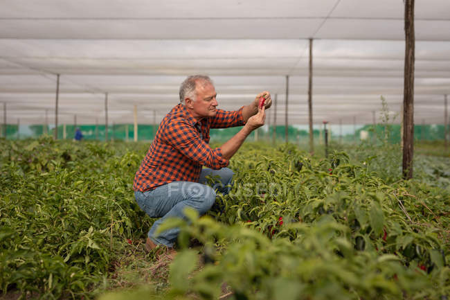 Vue latérale d'un agriculteur masculin caucasien âgé regardant une plante de capsicum en serre dans une ferme — Photo de stock