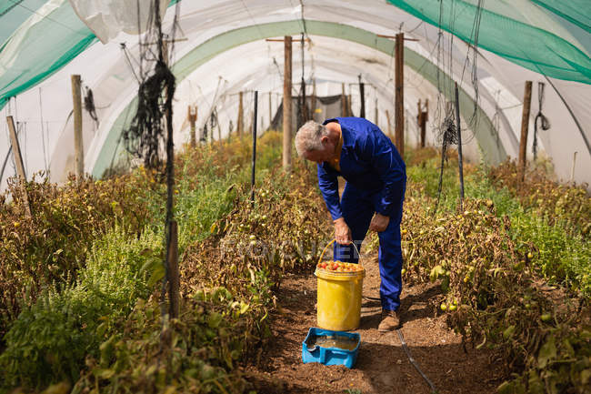 Frontansicht eines aktiven kaukasischen Landwirts mit einem Eimer Tomaten im Gewächshaus auf dem Bauernhof — Stockfoto