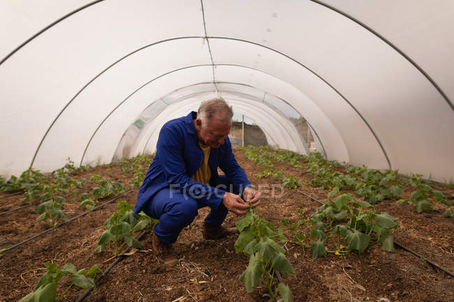 Seitenansicht eines älteren männlichen Landwirts, der die Pflanze im Gewächshaus betrachtet — Stockfoto