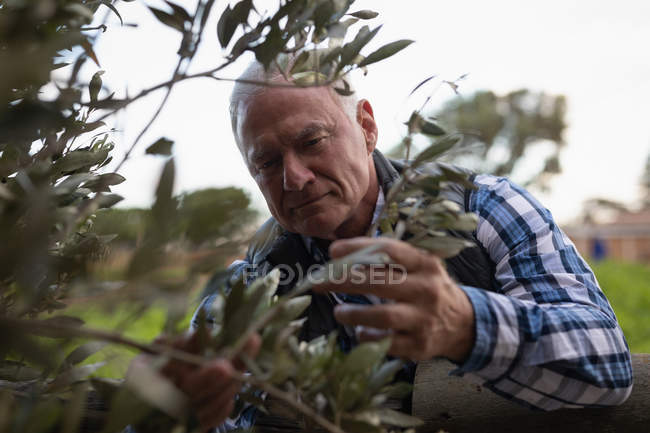 Close up of senior Caucasian male farmer examining tree while standing at farm — Stock Photo