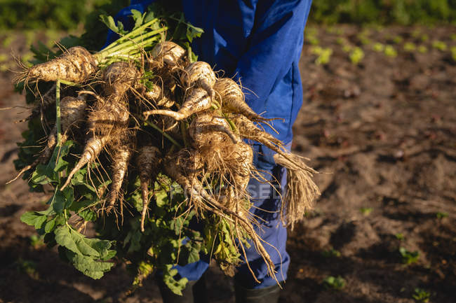 Secção média do agricultor exploração de rabanete colhido em um dia ensolarado — Fotografia de Stock