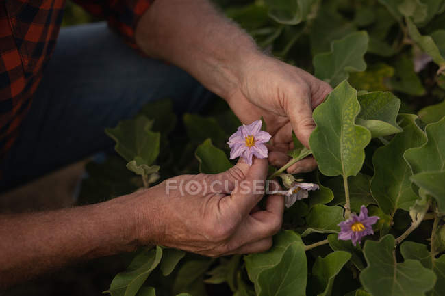 Close-up view of a male farmer holding periwinkle flower while sitting in squat position in greenhouse in farm field — Stock Photo