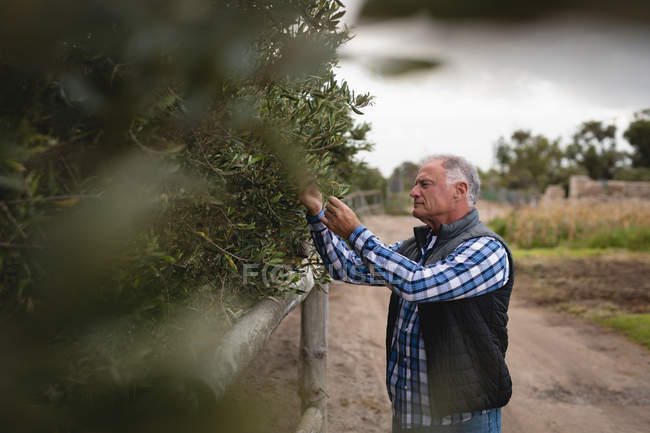 Vista laterale del contadino maschio caucasico anziano che guarda l'albero mentre si trova sulla strada aziendale — Foto stock