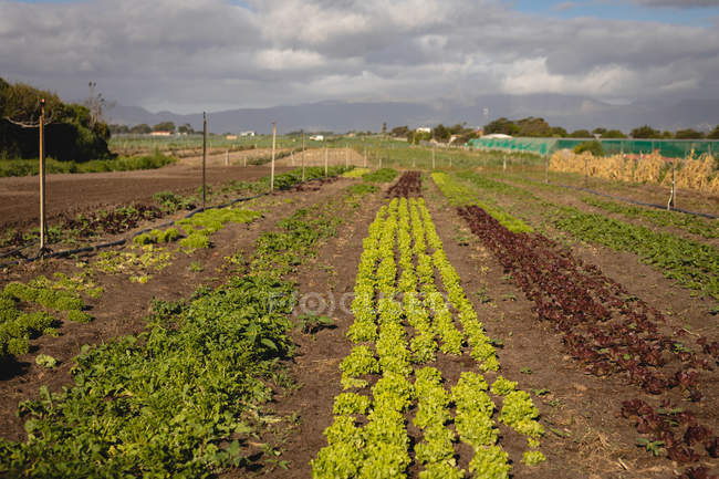 Frontansicht einer Plantagenreihe, die an sonnigen Tagen auf einem Feld wächst — Stockfoto