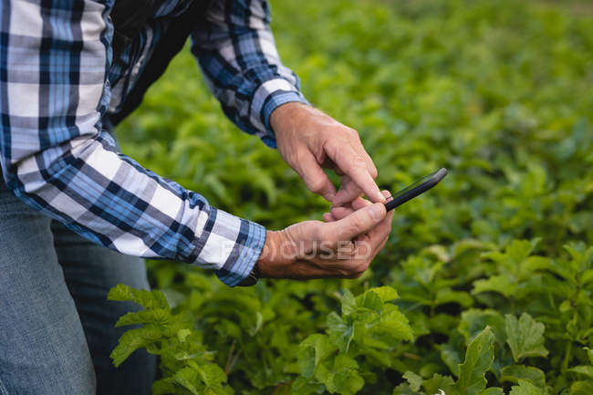 Sección media del agricultor masculino tomando fotos de la planta en la granja - foto de stock