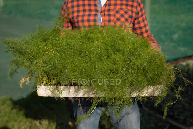 Mid-section of a male farmer collecting the harvest from the farm on a sunny day — Stock Photo