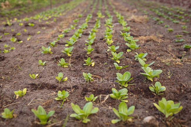 Front view of beautiful row of organic radish planting in field — Stock Photo