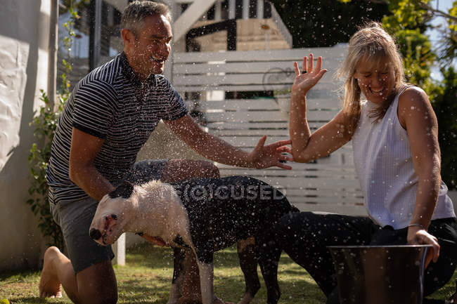 Vue de face du couple mature caucasien s'amusant tout en nettoyant leur chien dans le jardin — Photo de stock
