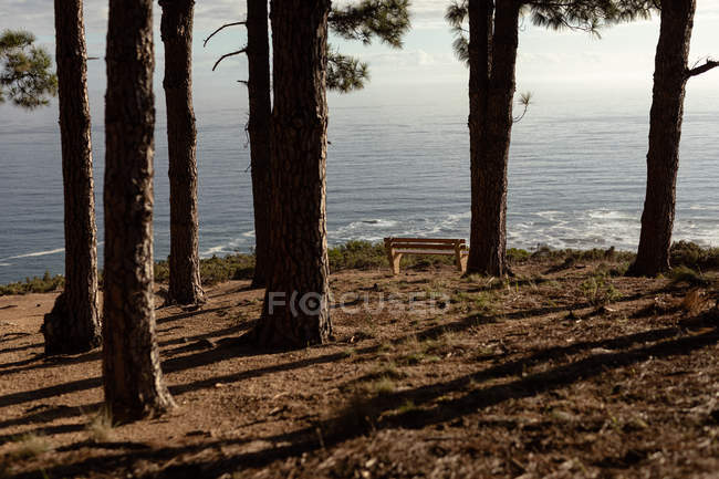 Scenic view of a bench between trees overlooking the sea, where the edge of a forest meets the coast — Stock Photo