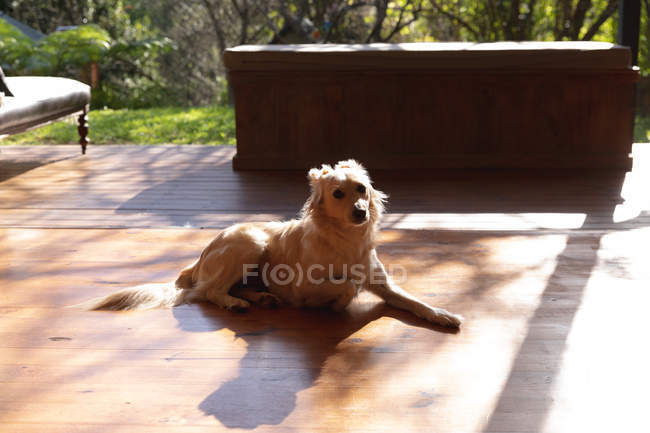 Vista frontal de um cão deitado em uma sala de estar e olhando para a câmera — Fotografia de Stock