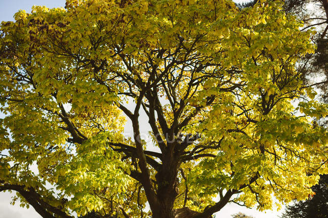 Vista del árbol de otoño durante el día . - foto de stock