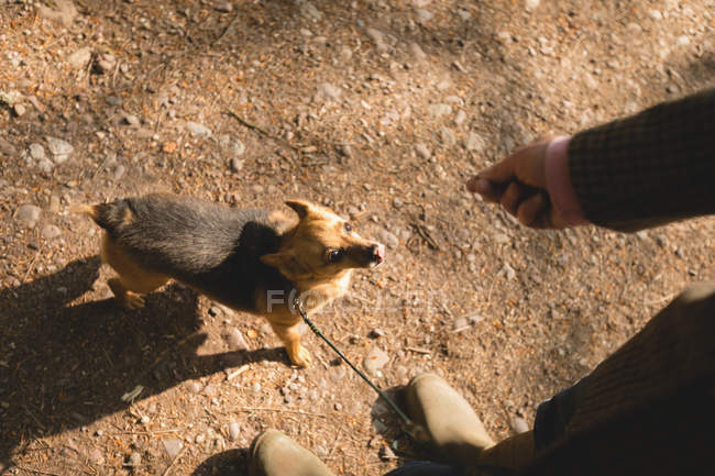Homme mûr avec son chien de compagnie dans la forêt — Photo de stock