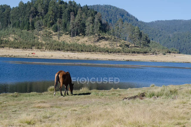 Cavalo pastando no campo durante o dia ensolarado — Fotografia de Stock