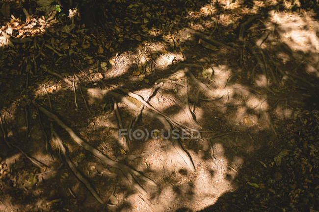 Racine d'arbre dans la forêt par une journée ensoleillée — Photo de stock