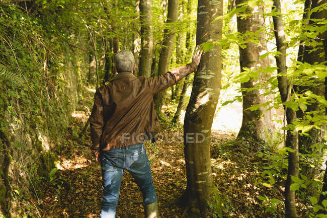 Вид сзади на вдумчивого человека, стоящего в лесу — стоковое фото