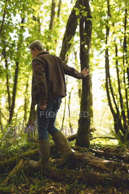 Mann wandert an sonnigem Tag im Wald — Stockfoto