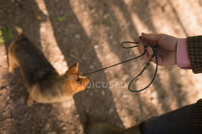 Mann hält Hund an sonnigem Tag im Wald — Stockfoto