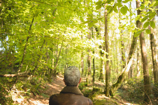 Vue arrière de l'homme debout dans la forêt — Photo de stock