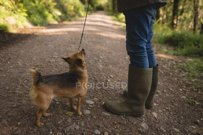 Sección baja del hombre sosteniendo perro en el bosque en un día soleado - foto de stock
