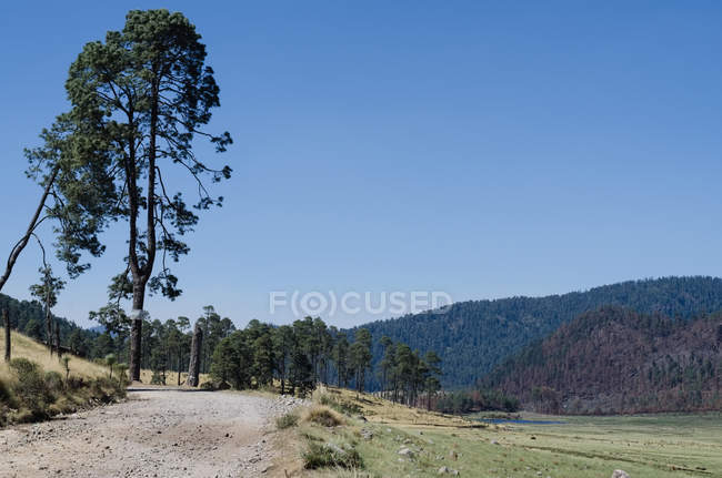 Vista panorâmica das árvores no campo contra o céu azul — Fotografia de Stock