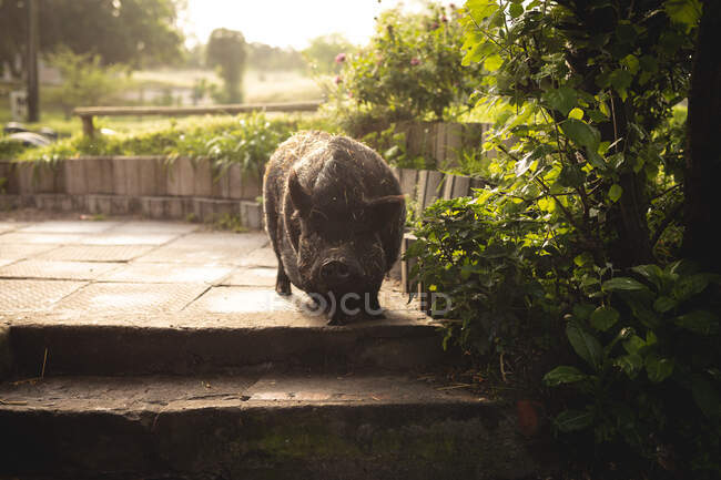 Close up front view of a domestic pig standing on the stairs in the garden and looking at the camera on the sunny day. — Stock Photo