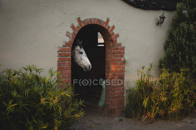 Вид сбоку на белого коня, стоящего в конюшне и смотрящего через отверстие в воротах сада с декоративными растениями. — стоковое фото
