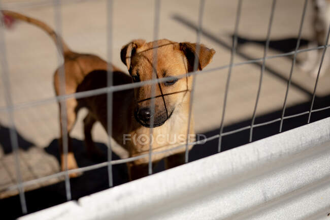 Vista frontal de alto ângulo de perto de um cão abandonado resgatado em um abrigo de animais, em pé em uma gaiola durante um dia ensolarado. — Fotografia de Stock