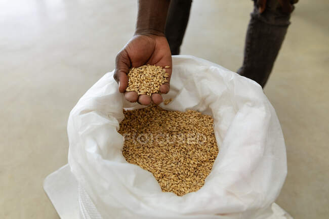 Close up mid section view of man working in a microbrewery, holding malt in hand over a bag. — Stock Photo