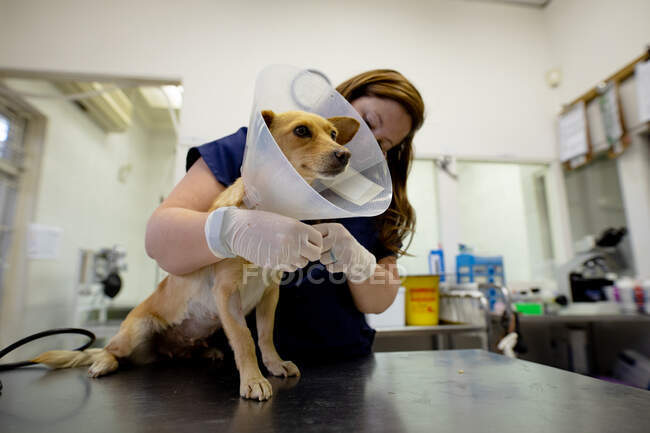 Front view of a female vet wearing blue scrubs and surgical gloves, examining a dog wearing a vet collar at veterinary surgery. — Stock Photo