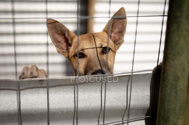 Vista frontale da vicino di un cane abbandonato salvato in un rifugio per animali, in piedi in una gabbia al sole guardando dritto alla telecamera. — Foto stock