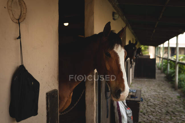 Seitliche Nahaufnahme eines braunen Pferdes mit einem weißen Blitz auf der Nase, das in einem Stall steht und durch eine Stalltür mit anderen Pferden im Hintergrund hinausblickt — Stockfoto