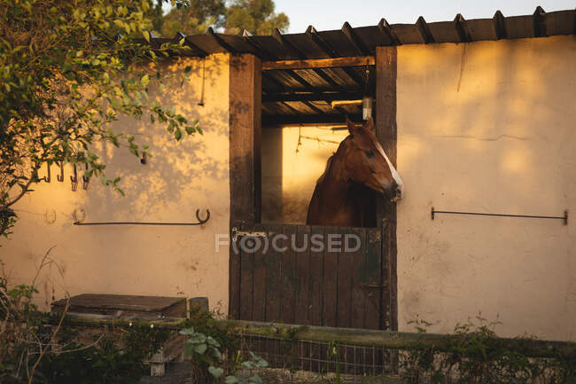 Боковой вид на каштанового коня, стоящего в конюшне с головой из конюшни, расслабляющего и смотрящего в солнечный день — стоковое фото