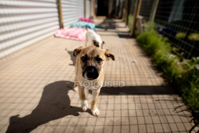 Vista frontal close-up de um cão abandonado resgatado em um abrigo de animais, sentado em uma gaiola ao sol olhando diretamente para a câmera, com outro cão em pé no fundo. — Fotografia de Stock