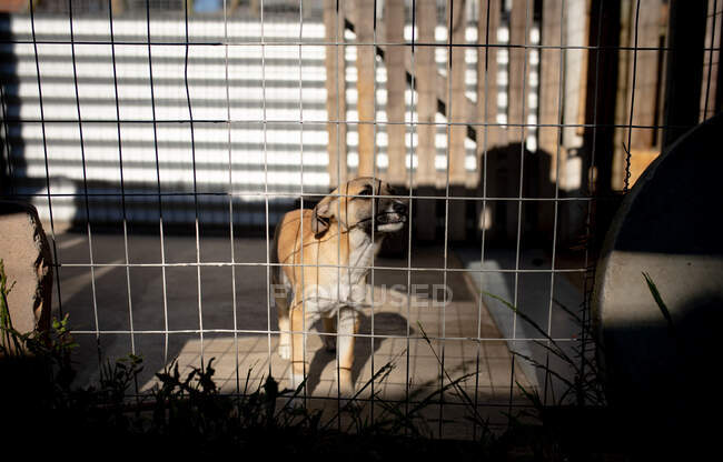 Front view of a rescued abandoned dog in an animal shelter, standing in a cage during a sunny day.. — Stock Photo