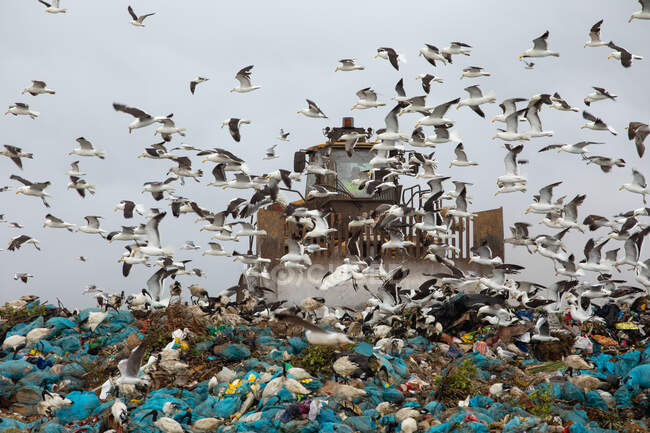 Flock of birds flying over bulldozer working and clearing rubbish piled on a landfill full of trash with cloudy overcast sky in the background. Global environmental issue of waste disposal. — Stock Photo