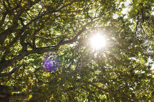 Uma vista de ramos superiores de uma árvore, com um sol no meio dela, em um jardim ensolarado — Fotografia de Stock