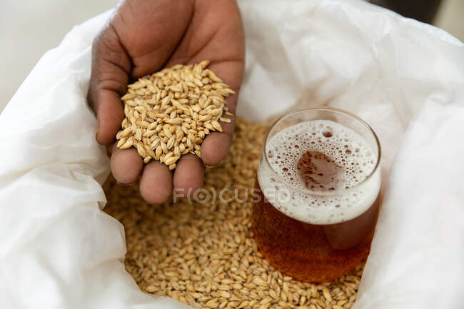 Close up mid section view of man working in a microbrewery, segurando malte na mão, com um copo de cerveja colocado em malte no saco. — Fotografia de Stock