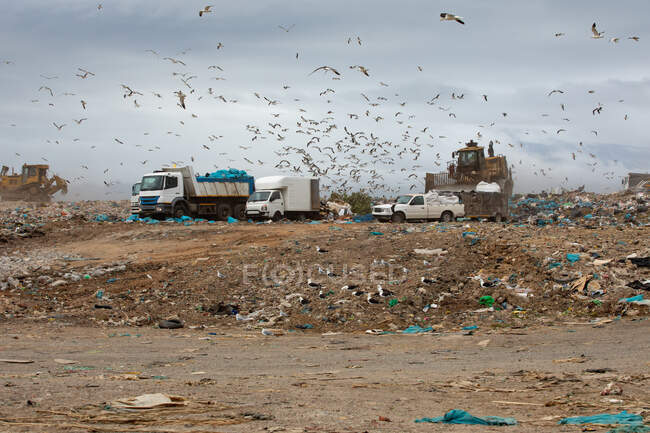 Стая птиц пролетала над машинами, работала, убирала и доставляла мусор, сваленный на свалку, полную мусора. Глобальная экологическая проблема утилизации отходов. — стоковое фото