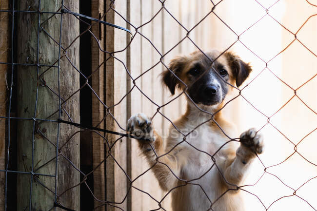 Vista frontal de cerca de un perro abandonado rescatado en un refugio de animales, de pie en una jaula bajo el sol mirando directamente a la cámara. - foto de stock