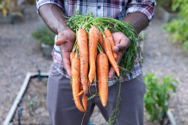 Sección media de un hombre afroamericano distanciándose en casa durante el cierre de cuarentena, parado en un jardín y presentando zanahorias frescas. - foto de stock