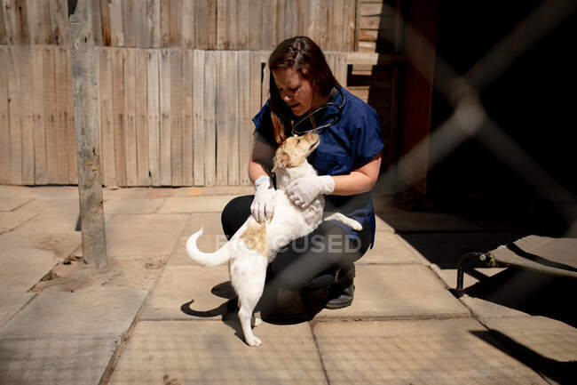 A female vet wearing blue scrubs and surgical gloves at an animal shelter kneeling in a dog pound and inspecting a rescued dog on a sunny day. — Stock Photo