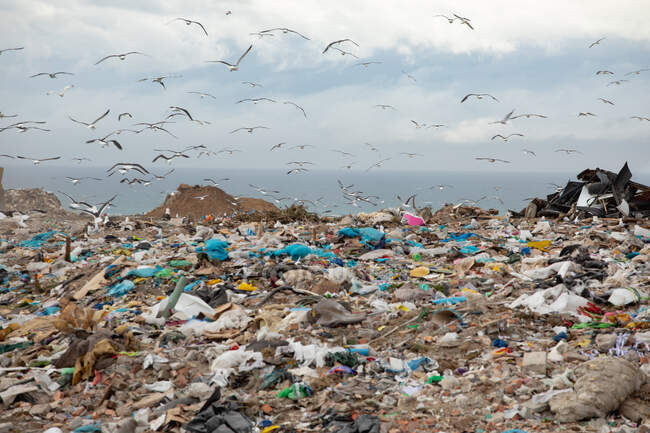 Птахи, що літають над сміттям, нагромаджені на звалищі, наповненому сміттям з хмарним покриттям неба на задньому плані. Глобальне екологічне питання утилізації відходів. — стокове фото