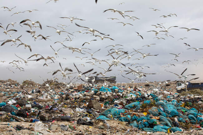 Vogelschwärme fliegen über fahrende Fahrzeuge und räumen Müll, der sich auf einer Mülldeponie mit wolkenverhangenem Himmel im Hintergrund türmt. Globale Umweltfrage der Abfallentsorgung. — Stockfoto