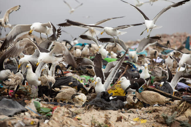 Primo piano di stormo di uccelli che sorvolano i rifiuti accumulati su una discarica piena di rifiuti con cielo nuvoloso coperto sullo sfondo. Questione ambientale globale dello smaltimento dei rifiuti. — Foto stock