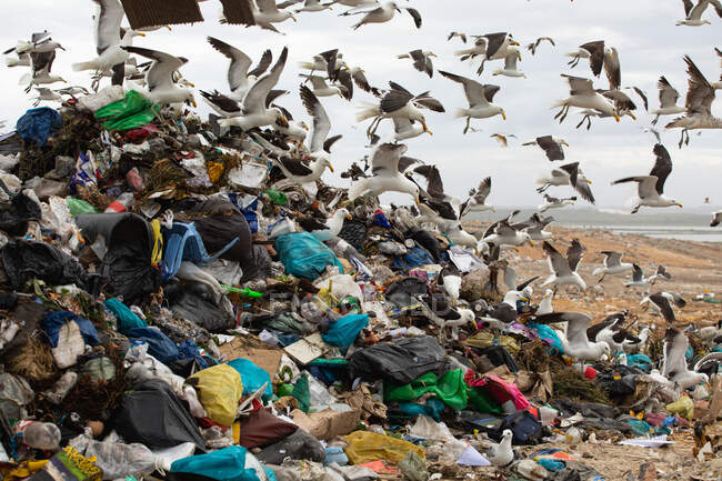 Close up de bando de pássaros voando sobre lixo empilhados em um aterro cheio de lixo com céu nublado nublado no fundo. Questão ambiental global da eliminação de resíduos . — Fotografia de Stock