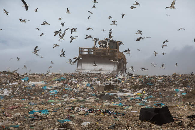 Flock of birds flying over bulldozer working and clearing rubbish piled on a landfill full of trash. Global environmental issue of waste disposal. — Stock Photo
