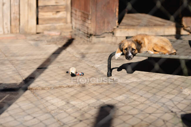 Vista frontal de un perro abandonado rescatado en un refugio de animales, acostado en una jaula bajo el sol mirando directamente a la cámara. - foto de stock