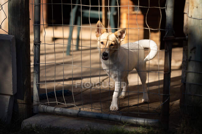 Vista frontal de un perro abandonado rescatado en un refugio de animales, de pie en una jaula a la sombra durante un día soleado.. - foto de stock